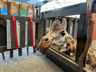 Zahara the giraffe gets a tooth x-ray at Wellington Zoo. 