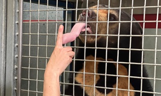 Sun bear behind mesh sticking out tongue to touch finger of a zoo keeper. 