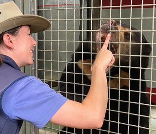Sun bear behind mesh bars opening mouth wide for zoo keeper to check its teeth.
