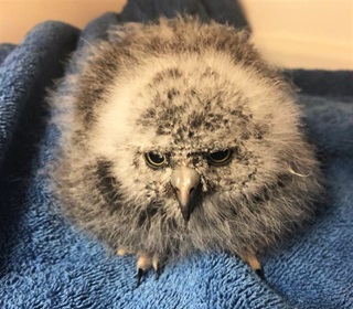 Fluffy little owl on blue towel looking at camera with grumpy face.