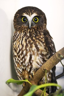 Photo of ruru (native owl) sitting on a branch in an inclosure looking directly at camera with big yellow eyes.