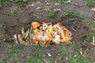 A colourful block of food scraps in a dirt hole dug in a lawn.