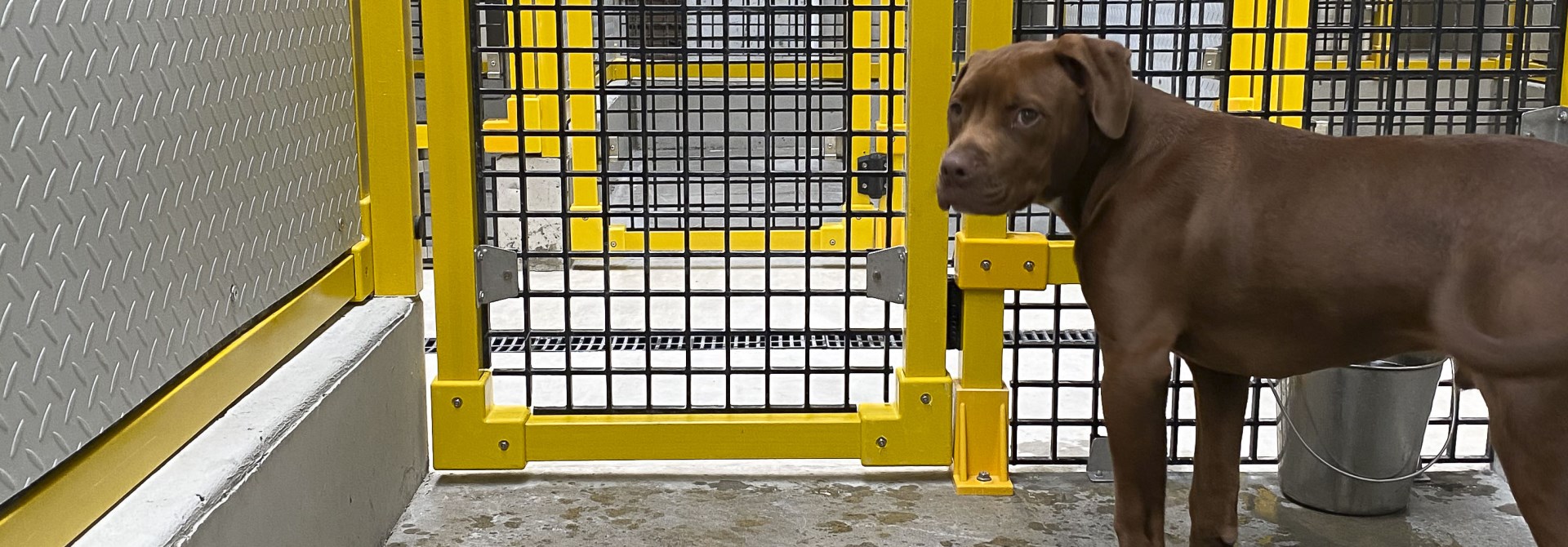 A chocolate brown dog in a newly upgraded animal shelter, with concrete floor and yellow and black cage door.