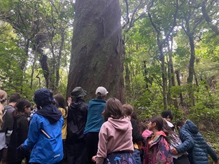 A class of children with their hands on an ancient Rimu tree at Otaril-Wilton's Bush.