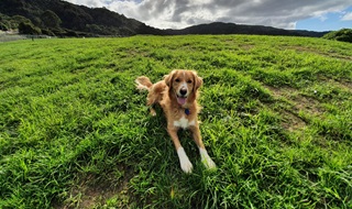 A border collie golden retriever mix sitting on a grassy field in the sunshine.