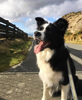 Jess the border collie dog wearing a leash and sitting on the footpath with a blue sky and hill in the background.