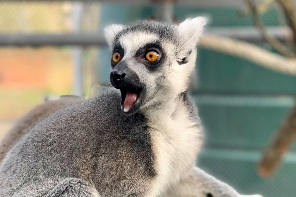 Photo of ring tailed lemur with mouth open wide as if in shock.