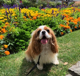 A king charles cavalier spaniel wearing a leash sitting in front of a field of orange and yellow flowers. 
