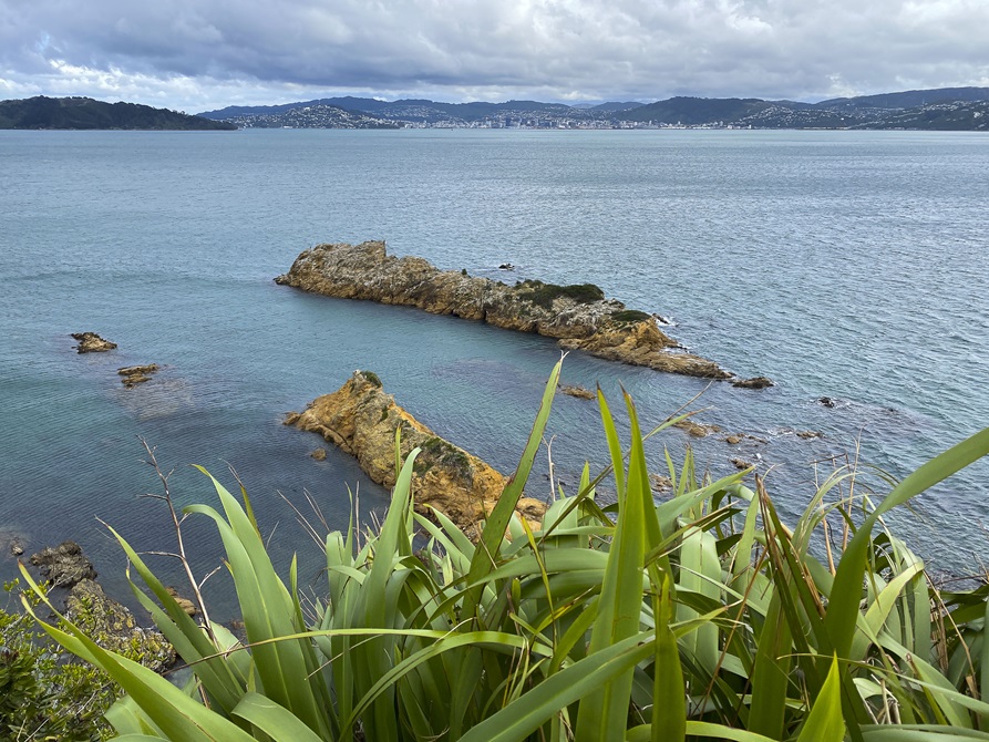 A shot taken from Somes Island, with flax in the foreground at the bottom of the frame, and two small islands below in the ocean, and Wellington in the distance across the harbour.