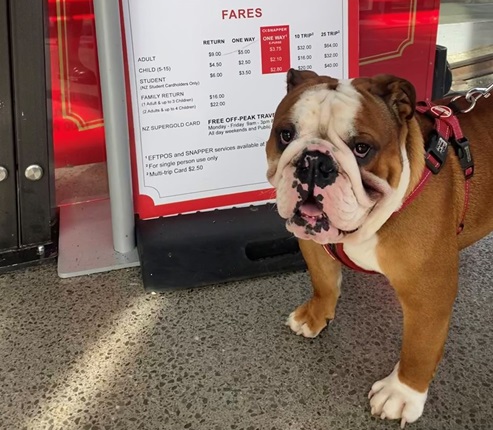 Dog in front of Cable Car fares board ahead of trial
