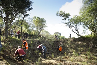 About eight people wearing casual gear and some in high-vis orange vests, spread out along a hillside that is shaded by a few large trees, planting small plants on a sunny day.