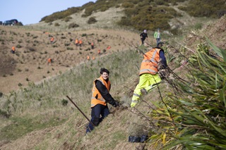 A view of a large hillside speckled in small shrubs and people planting in the background, and a flax and two people in orange vests planting in the foreground.