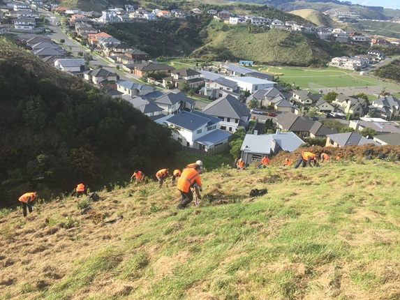 A large grassy hillside with people dressed in work pants and orange high-vis tops spread apart planting shrubs, with new subdivisions and a sports field down below in background.