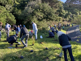 About 35 people of all ages spread across a grassy road reserve with shovels as they work hard to plant native flaxes beside bushland.