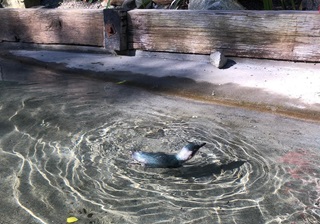 Little blue penguin swimming in a sunny habitat.