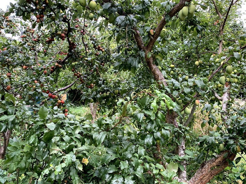 Innermost Gardens fruit trees