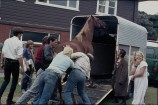 A group of people push a horse into a horse float while a girl laughs and watches.