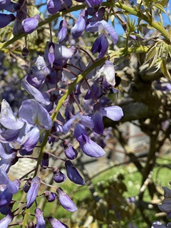 A blooming wisteria in the Bolton Street Cemetery.