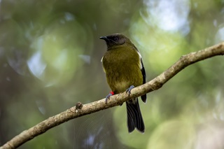 A bellbird or korimako sitting on a thin branch with a green blurry background.