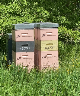 Several pink and grey beehives sitting in a grassy field in front of a tree with bees swarming around them.
