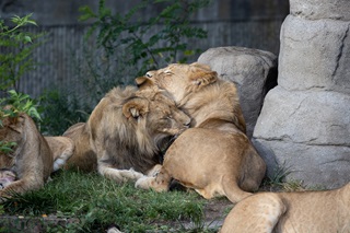 Two young male lions licking each other.