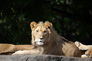 A young male lion sitting on a rock.