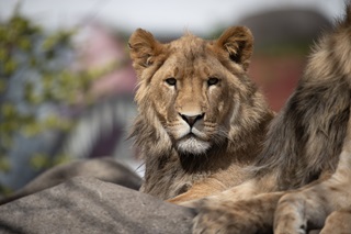 A young male lion looking direct to camera from on top of a rock.