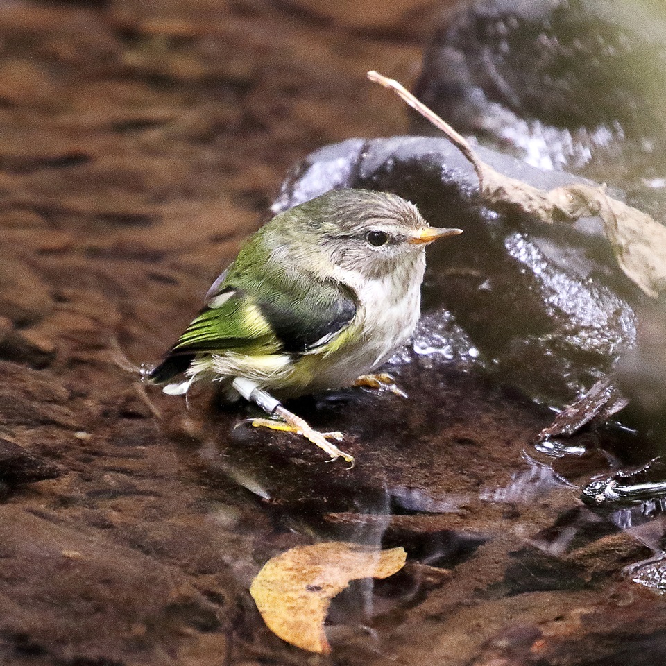 Titipounamu chick having a bath in a pond
