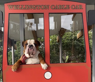 A dog posing in the window of the Wellington Cable Car cardboard cut out.