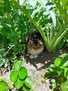 A fluffy cat sits under the shade of a plant in a vegetable garden.