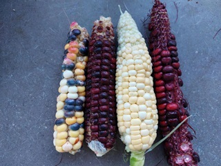 Four different corn cobs in a variety of colours.