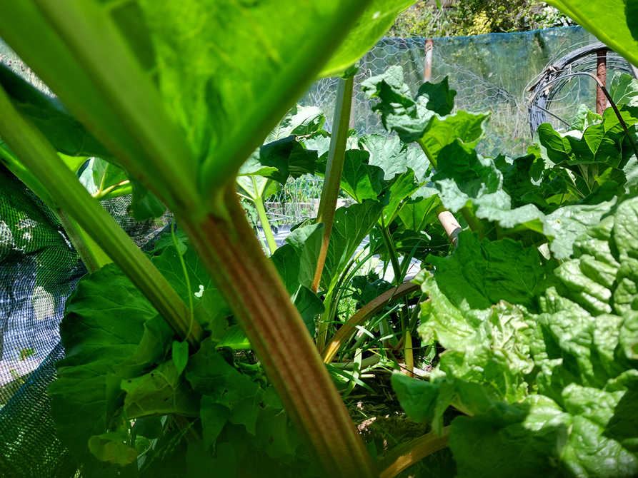 A close up of a vegetable patch and a rhubarb plant.