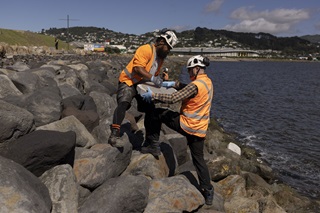 Two men wearing hardhats and high-vis vests holding a large concrete tile over rocks on next to the waterfront on Wellington's Cobham Drive.
