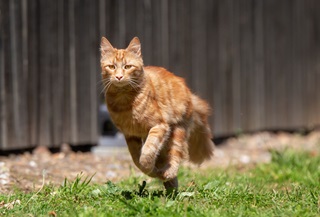 Cat running and looking into the camera.