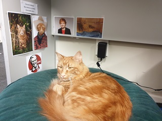Cat lounging on his bed with pictures on the wall behind it.