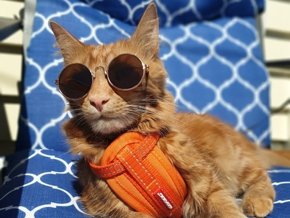 Cat sitting on a chair with sunglasses on.