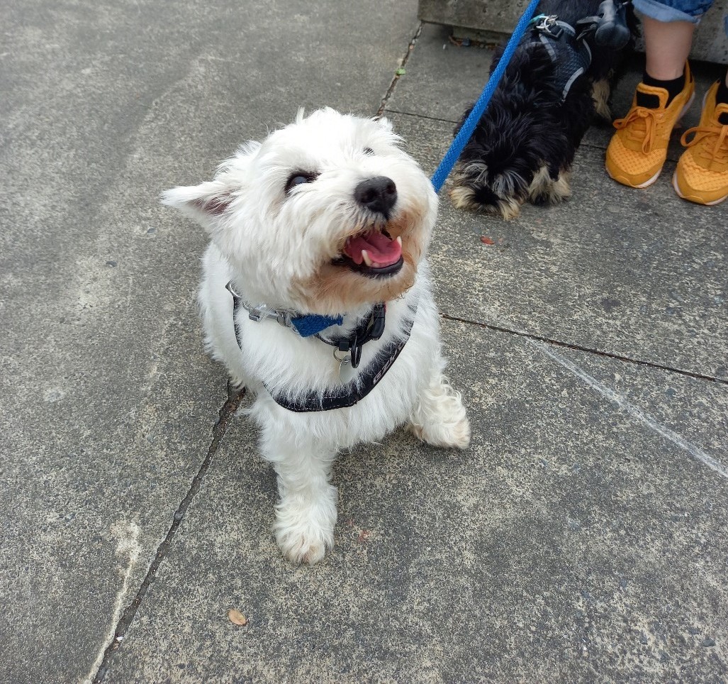 Wonder fur pups of the Harbourside Market News and information