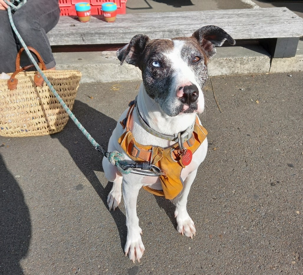 Puparazzi at the Harbourside Market News and information