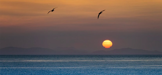 Image of birds and sun over ocean from strategy document