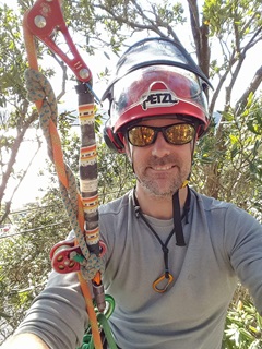 Council arborist Justin Garbutt in action up a tree.