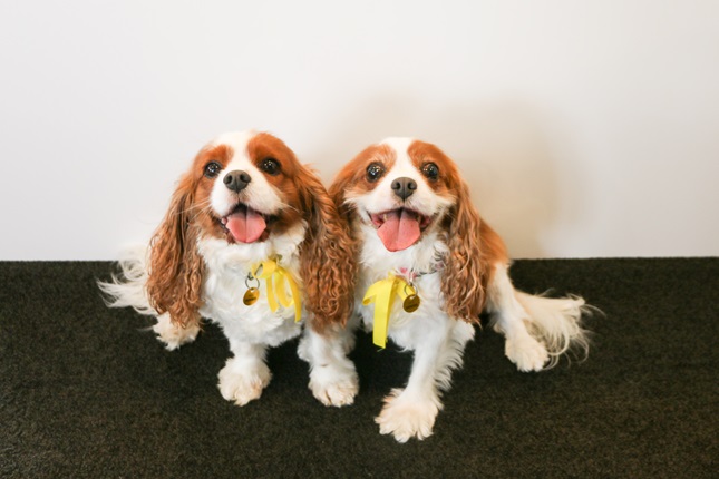 Dogs Patsy and Opie show off their yellow ribbons
