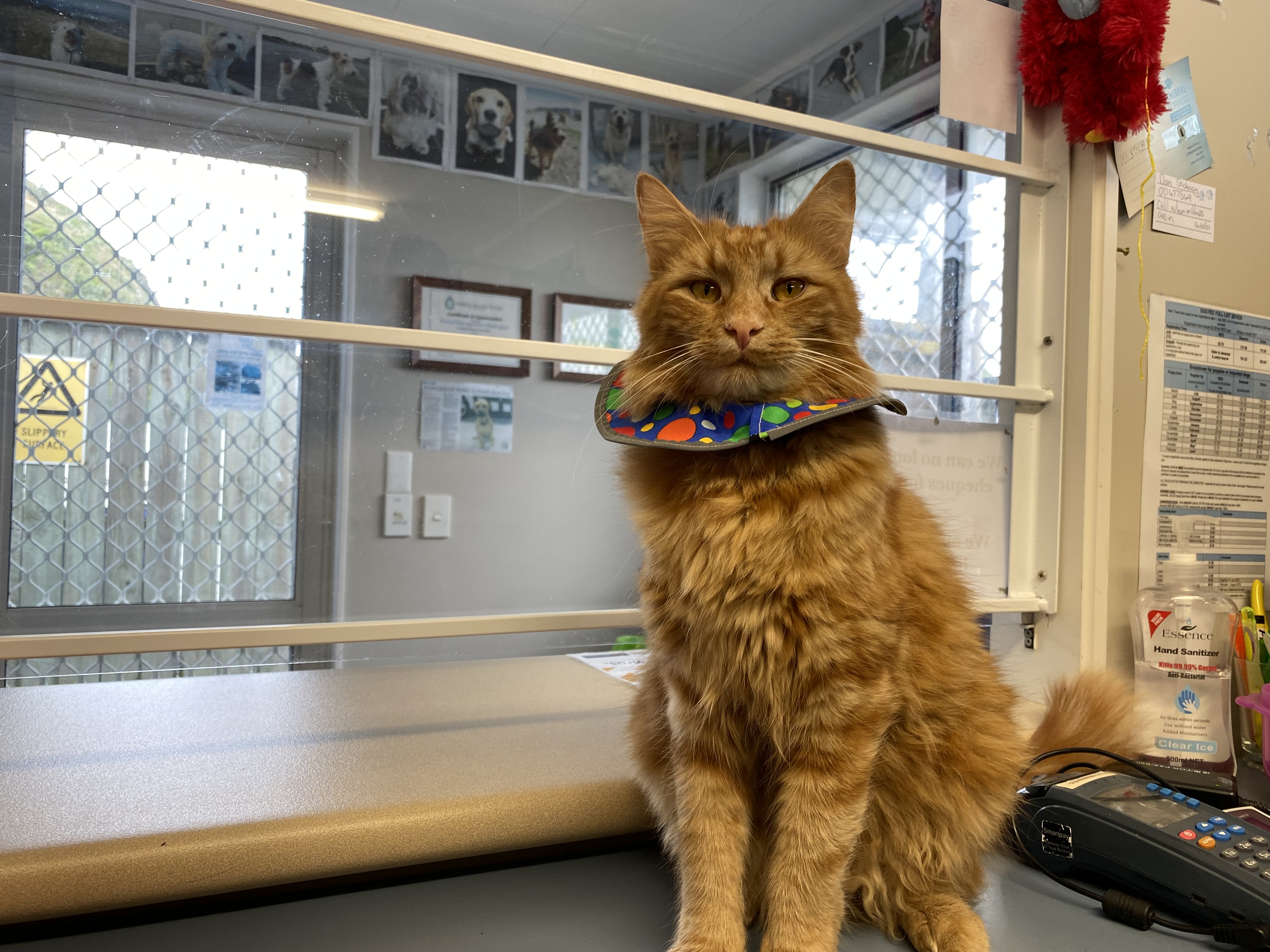 Fitting a outlet cat collar