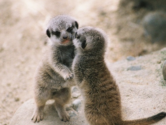Two meerkats.