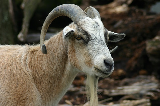 Feral goat.
