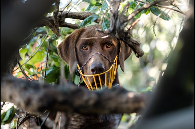 Miro: The professional wildlife detector dog