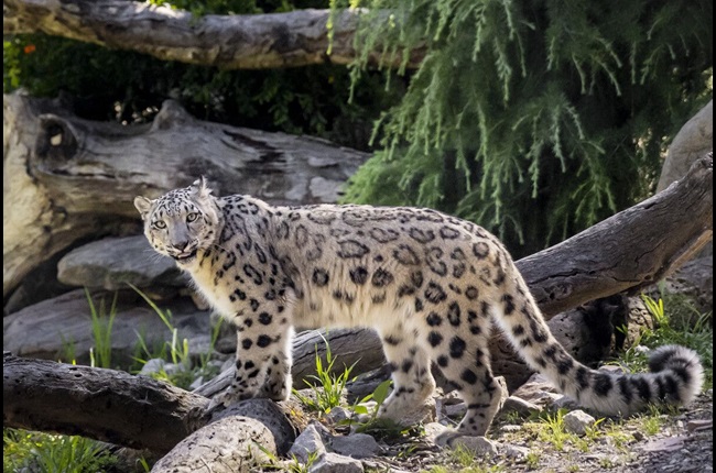 Snow Leopard sisters touch down in Wellington