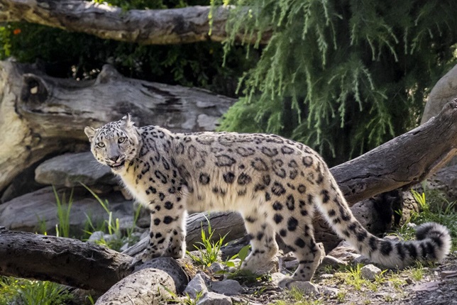 Snow leopard in outdoor habitat at Melbourne Zoo 