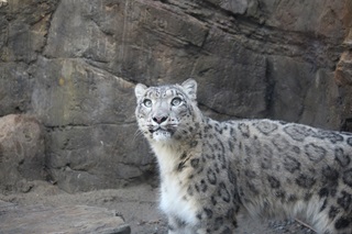 Snow Leopard from Wellington Zoo.