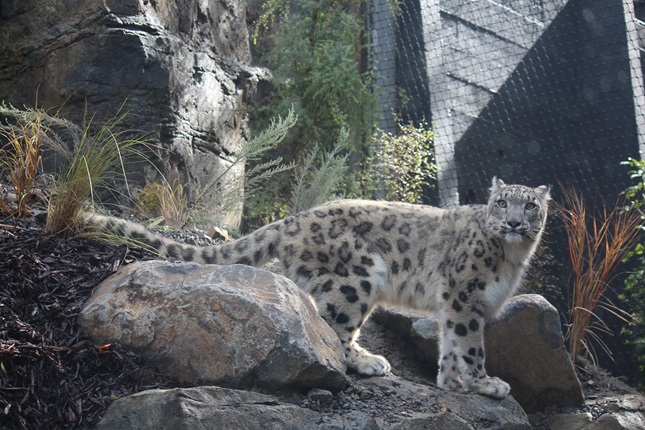Snow Leopard at the Zoo standing on a rock.