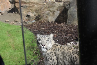 Close up of a Snow Leopard behind a glass pane.